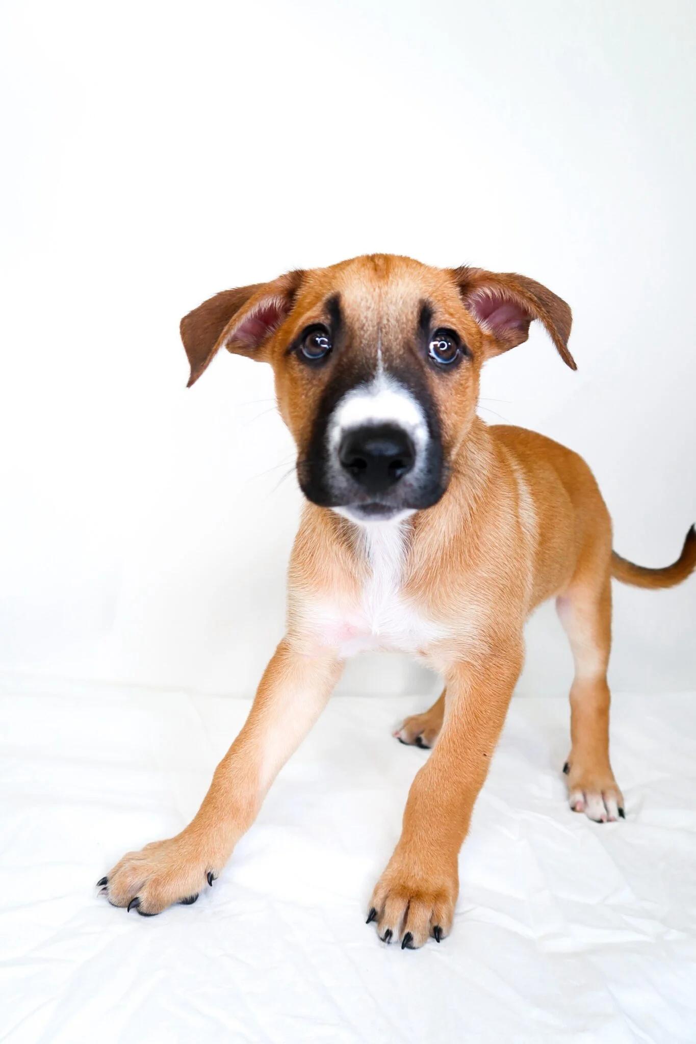Bruce, a Adoptable mixed breed in Bixby, OK image 3/4