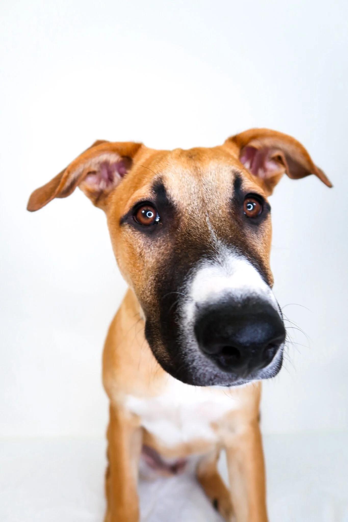 Enlarge Bruce, a Adoptable mixed breed in Bixby, OK image 4/6