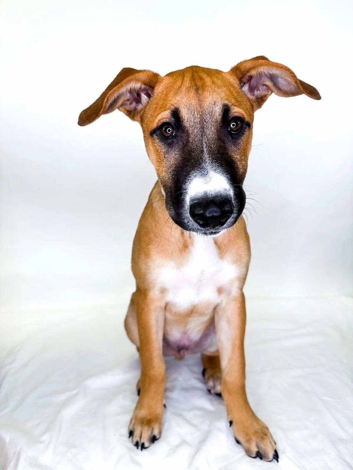 Enlarge Bruce, a Adoptable mixed breed in Bixby, OK image 4/4