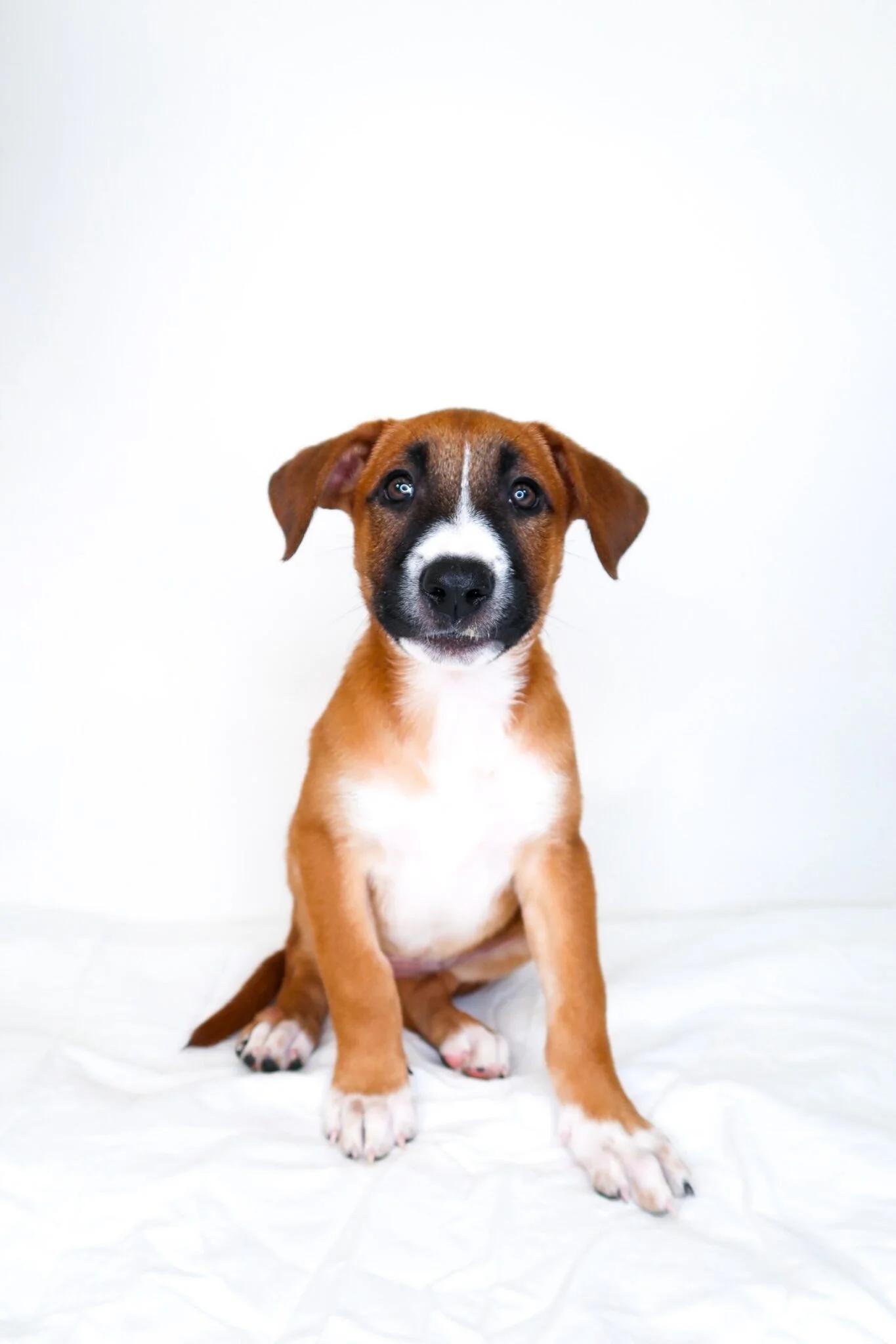 Bruce, a Adoptable mixed breed in Bixby, OK image 4/4