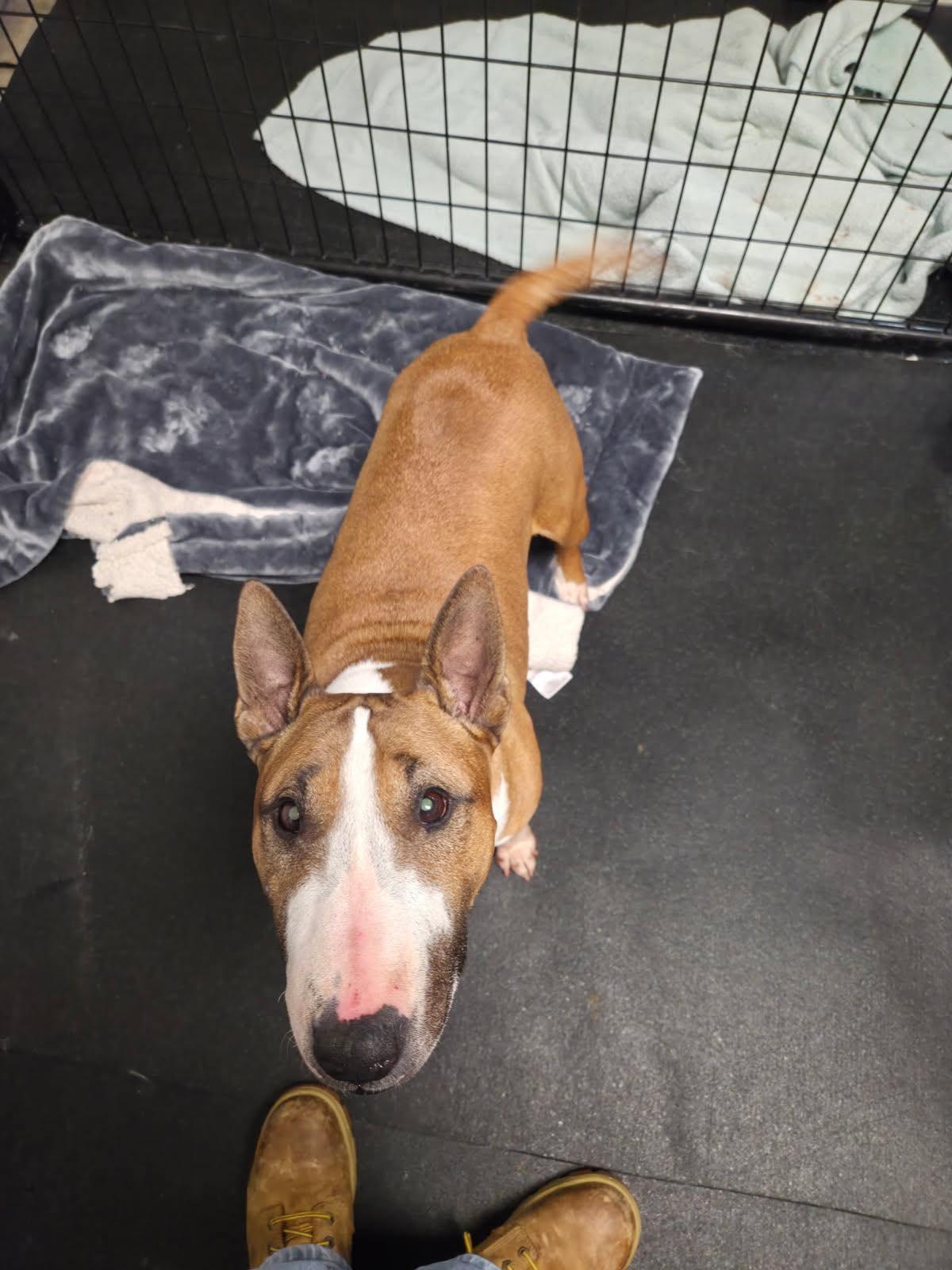 Enlarge 25-034 Creamsicle, a Adoptable Bull Terrier in New York, NY image 2/6