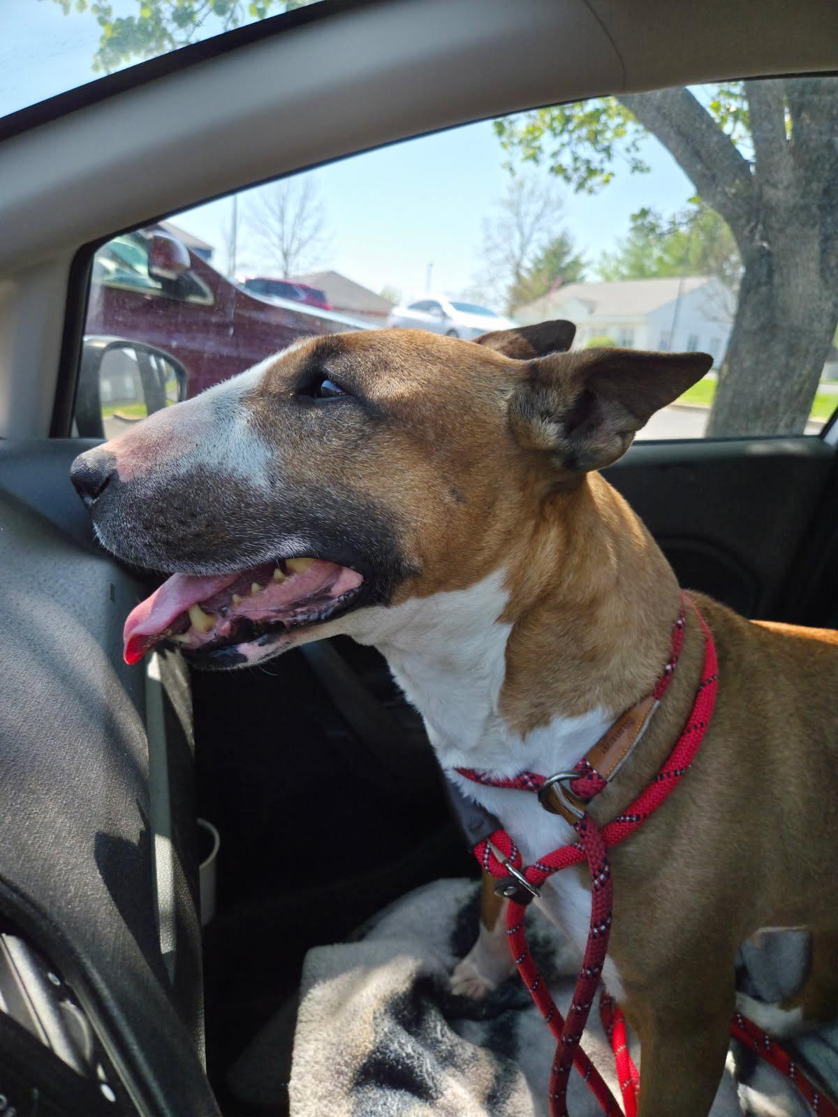 Enlarge 25-034 Creamsicle, a Adoptable Bull Terrier in New York, NY image 4/6