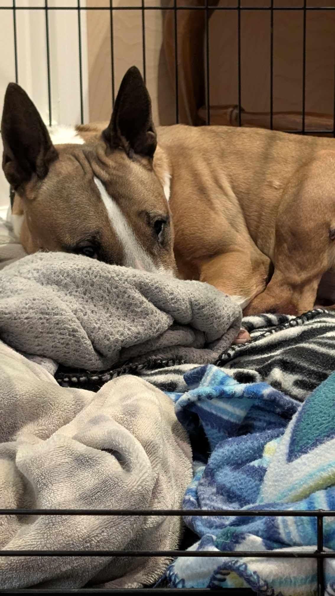 Enlarge 25-034 Creamsicle, a Adoptable Bull Terrier in New York, NY image 6/6