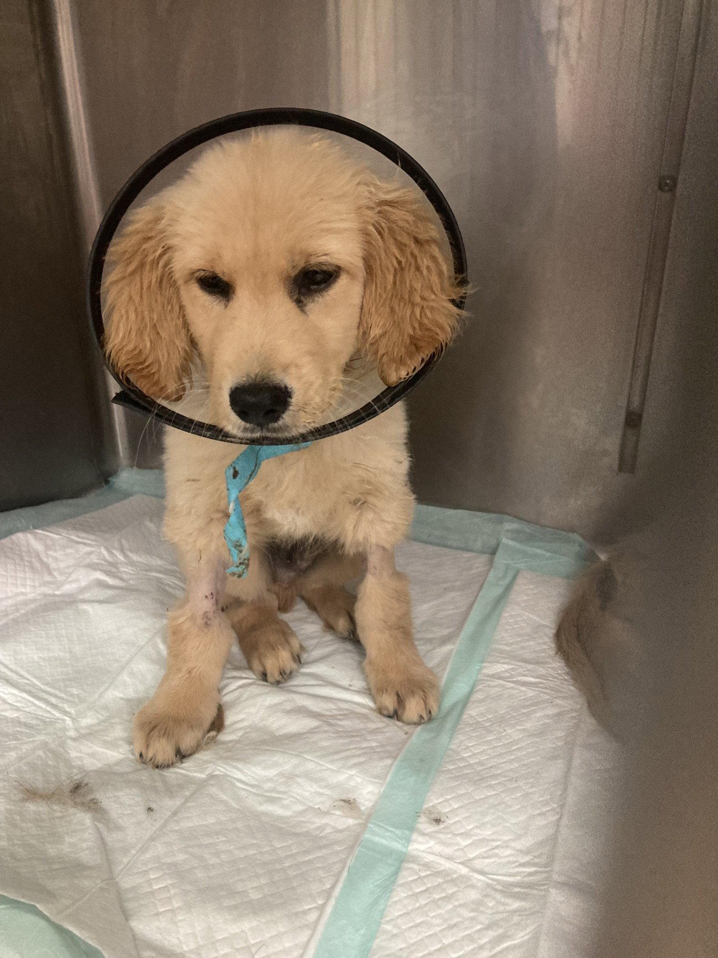 Cap'n Crunch, Adopted, Puppy Male Golden Retriever.