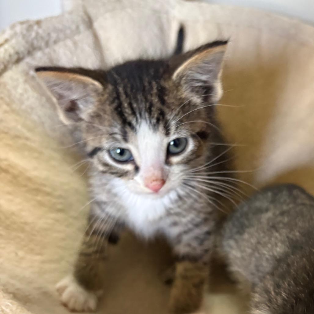 Mushu, an adopted Domestic Short Hair in Crookston, MN image 1/5