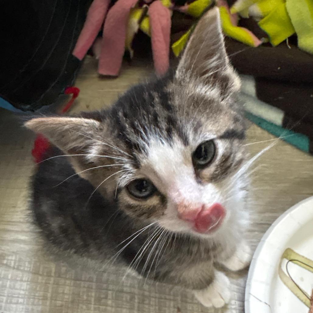 Mushu, an adopted Domestic Short Hair in Crookston, MN image 4/5