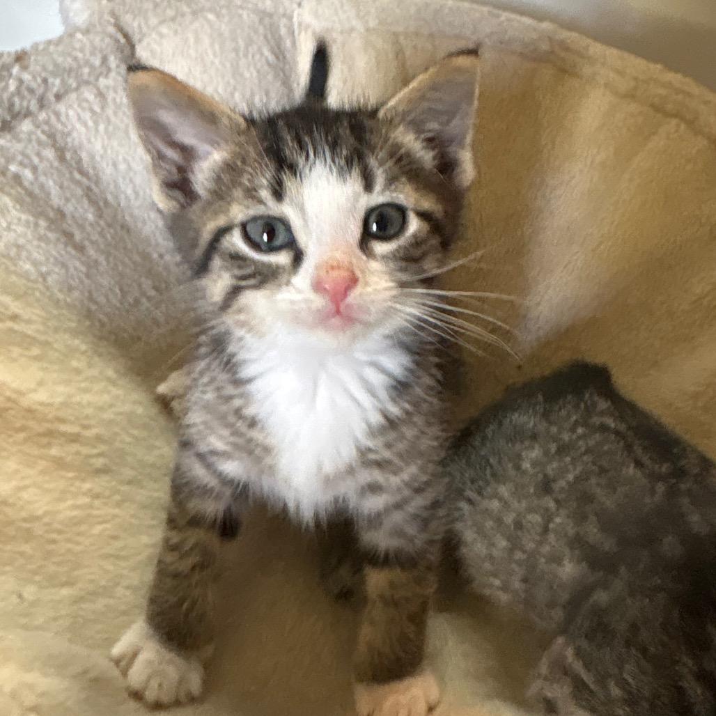 Mushu, an adopted Domestic Short Hair in Crookston, MN image 3/5