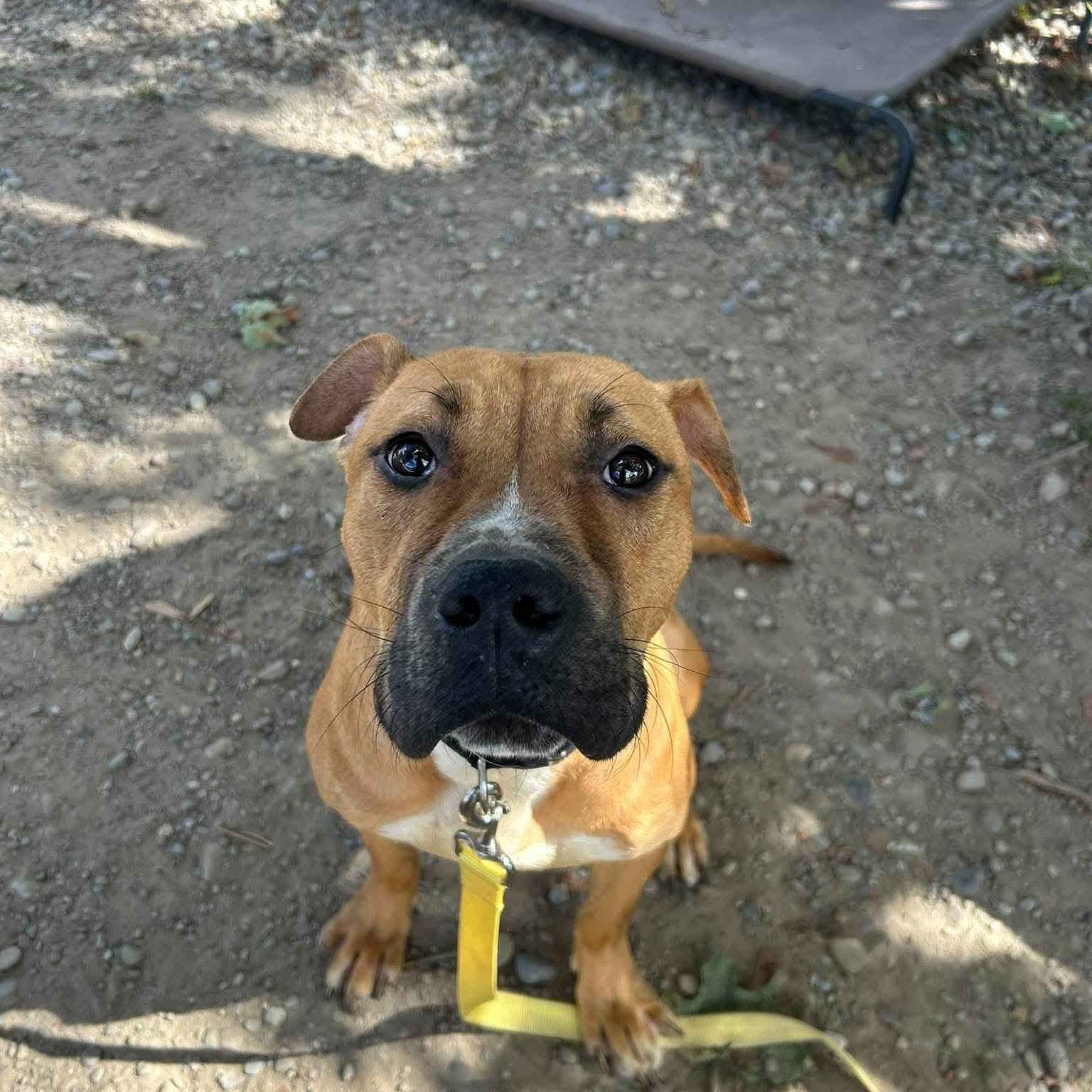 Enlarge Doc Brown, a Adoptable mixed breed in Buffalo, NY image 2/5