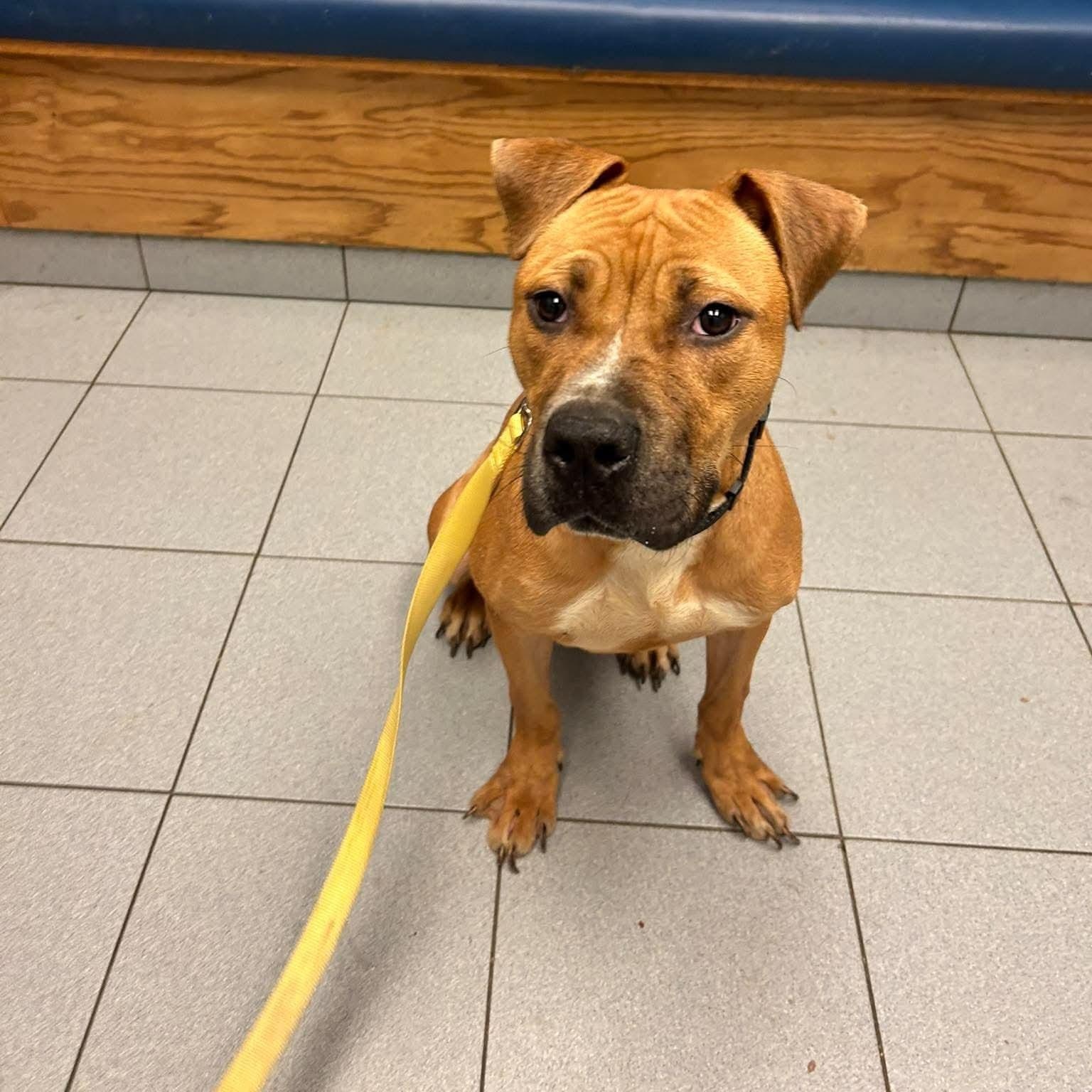 Enlarge Doc Brown, a Adoptable mixed breed in Buffalo, NY image 3/5