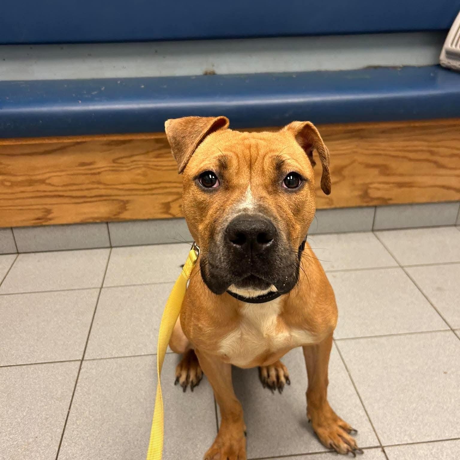 Enlarge Doc Brown, a Adoptable mixed breed in Buffalo, NY image 1/5