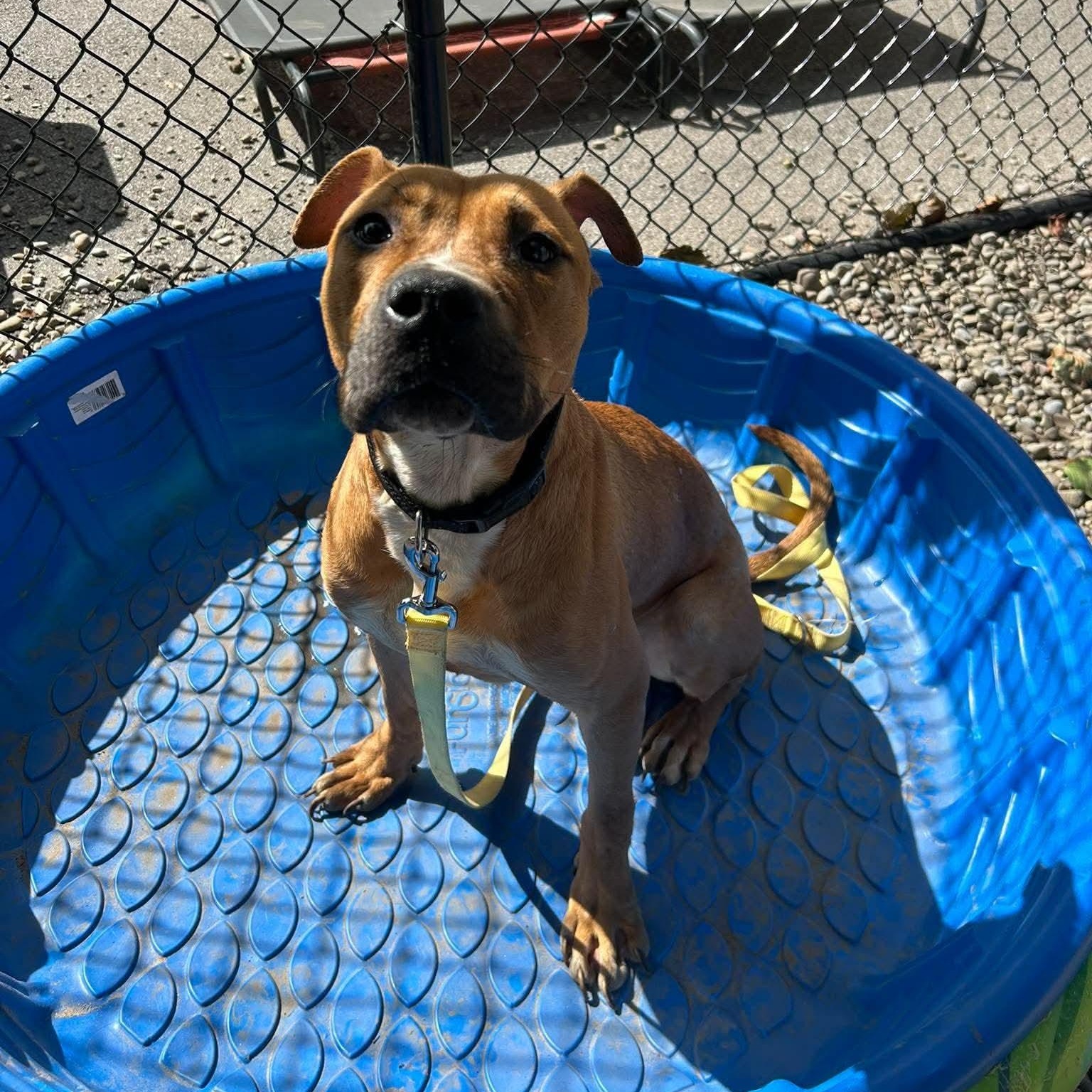 Enlarge Doc Brown, a Adoptable mixed breed in Buffalo, NY image 4/5