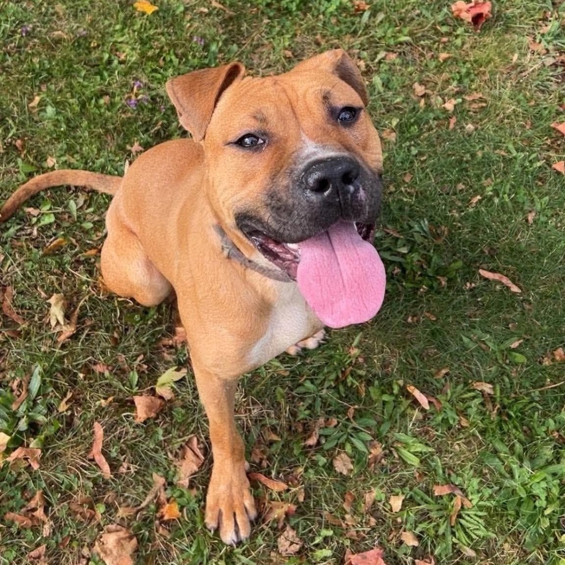 Doc Brown, Adoptable, Young Male Pit Bull Terrier & Boxer.