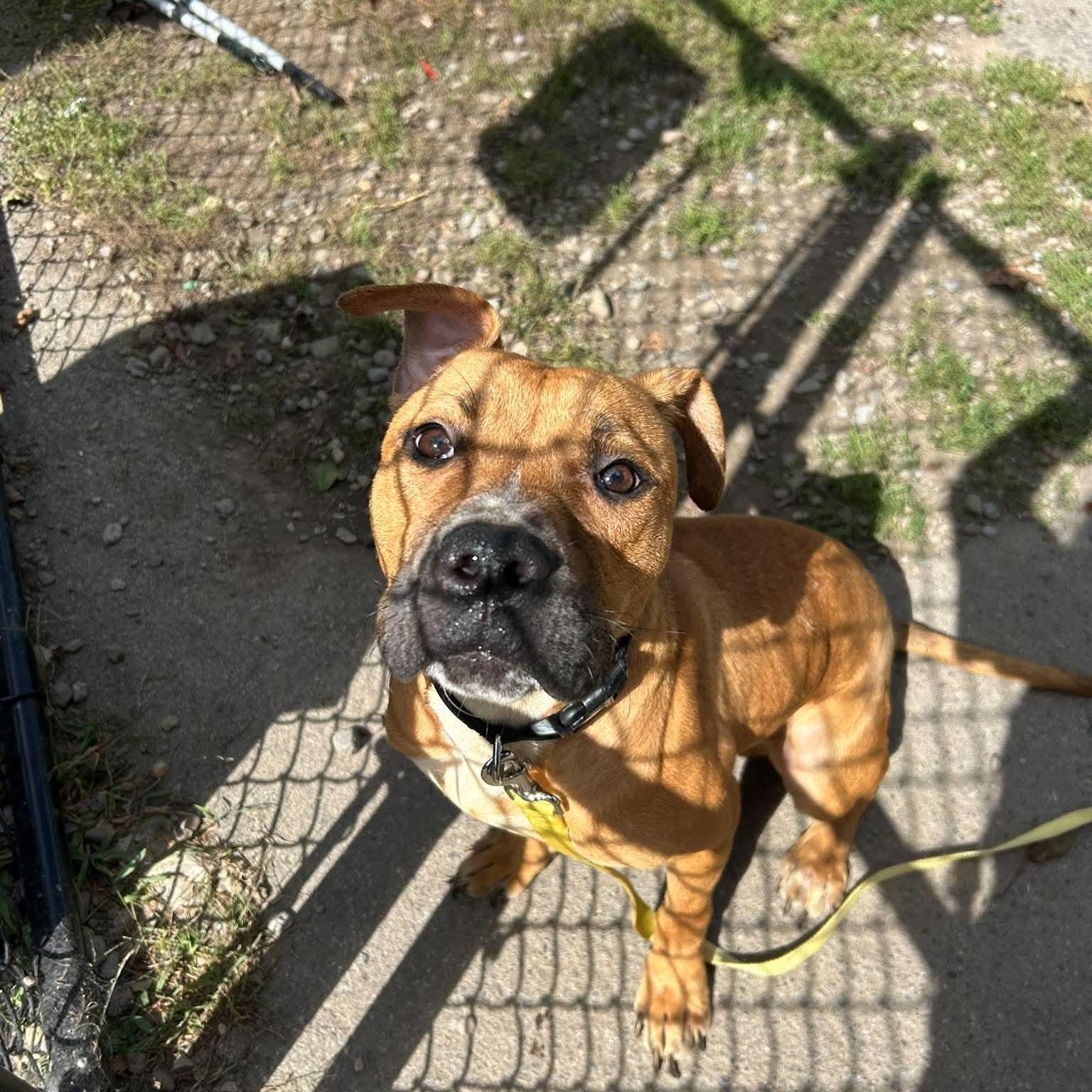 Enlarge Doc Brown, a Adoptable mixed breed in Buffalo, NY image 5/5