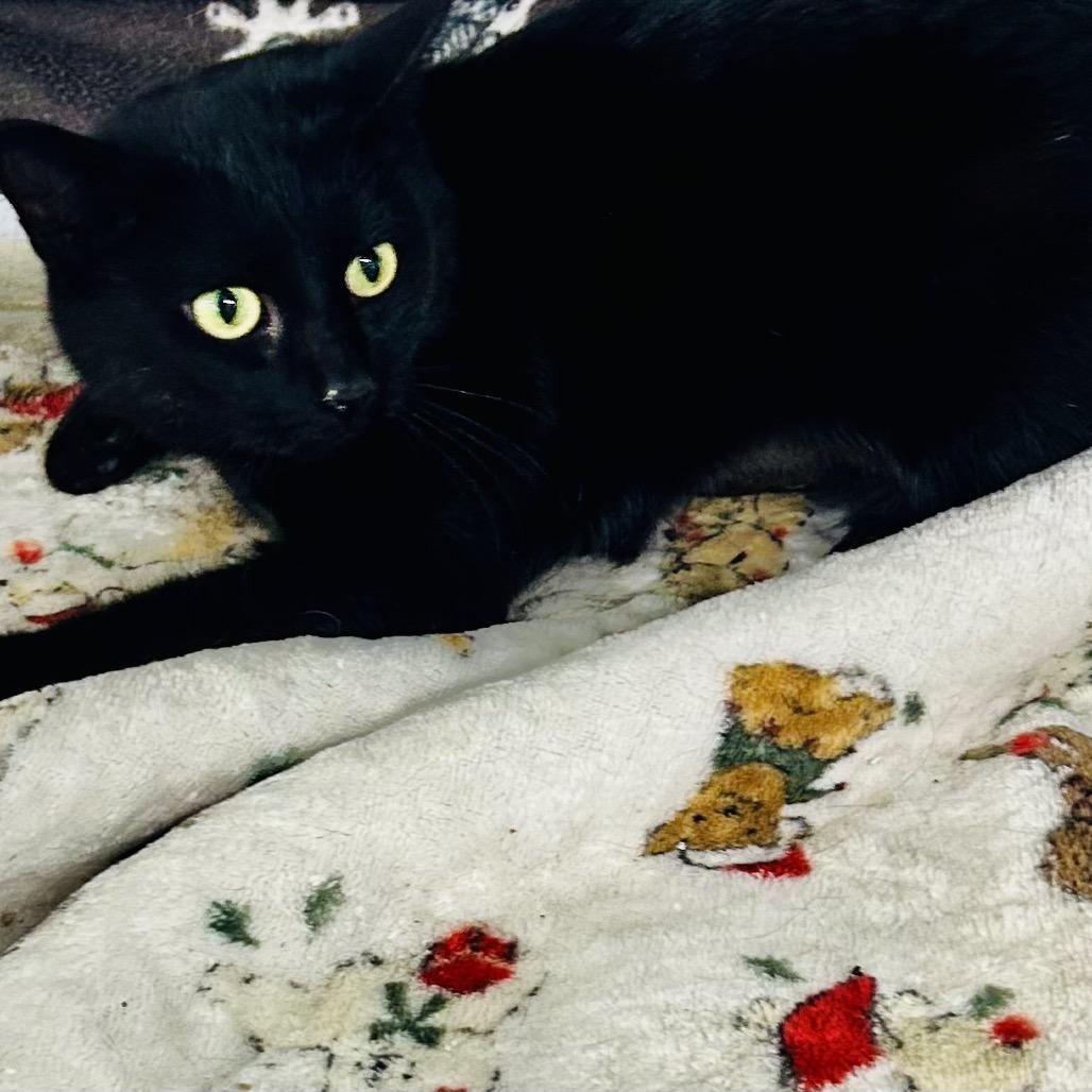 Weed Whacker, Adoptable, Adult Female Domestic Short Hair.