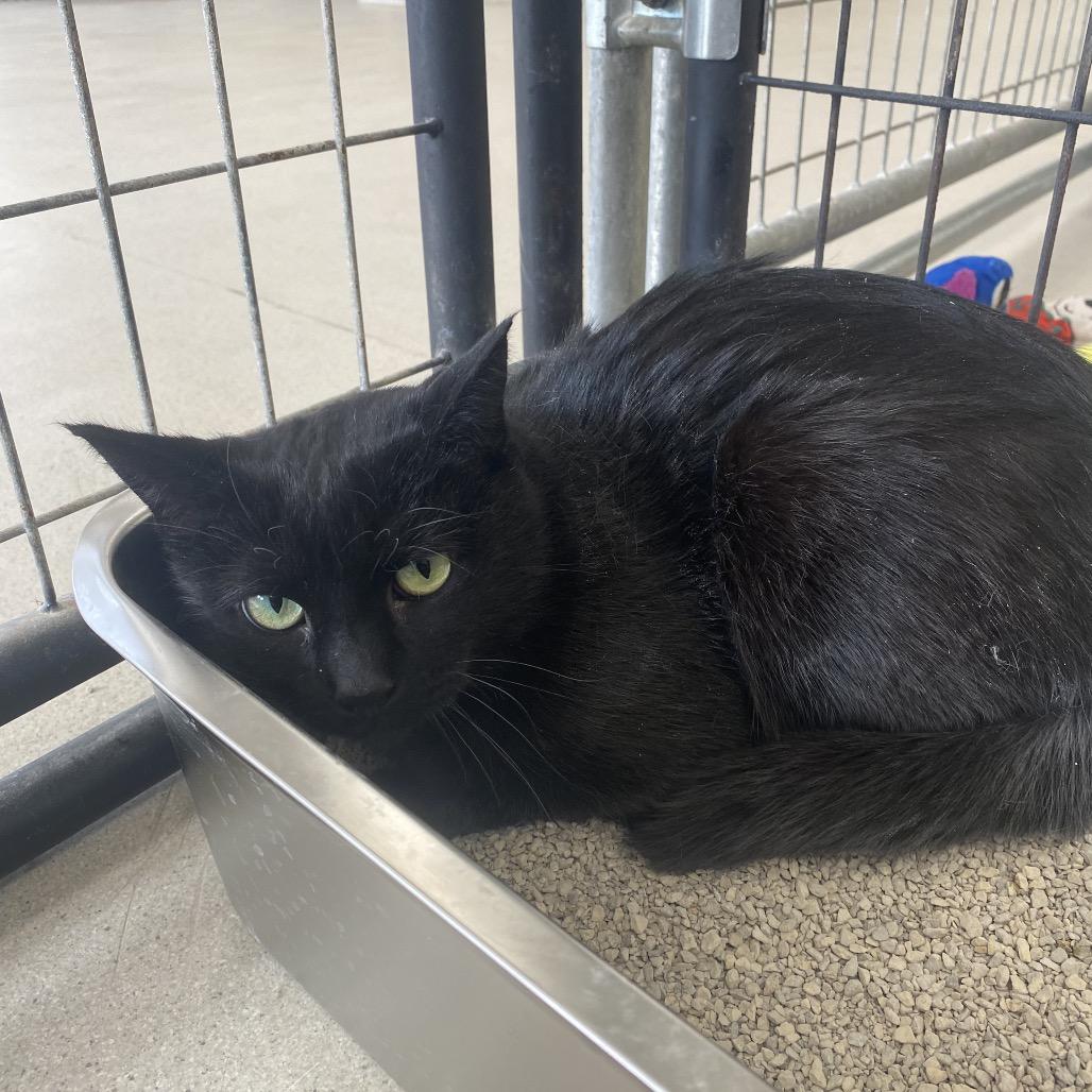 Weed Whacker, a Adoptable Domestic Short Hair in East Smithfield , PA image 2/6