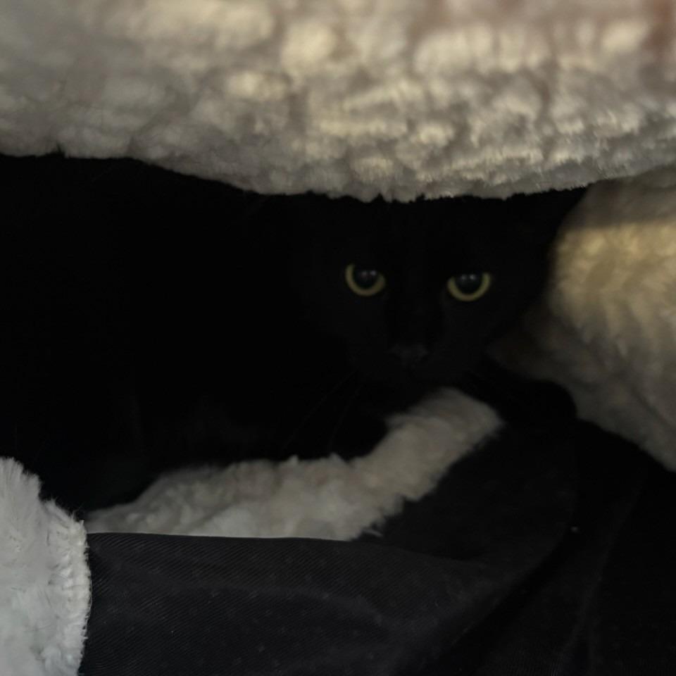 Weed Whacker, a Adoptable Domestic Short Hair in East Smithfield , PA image 3/6