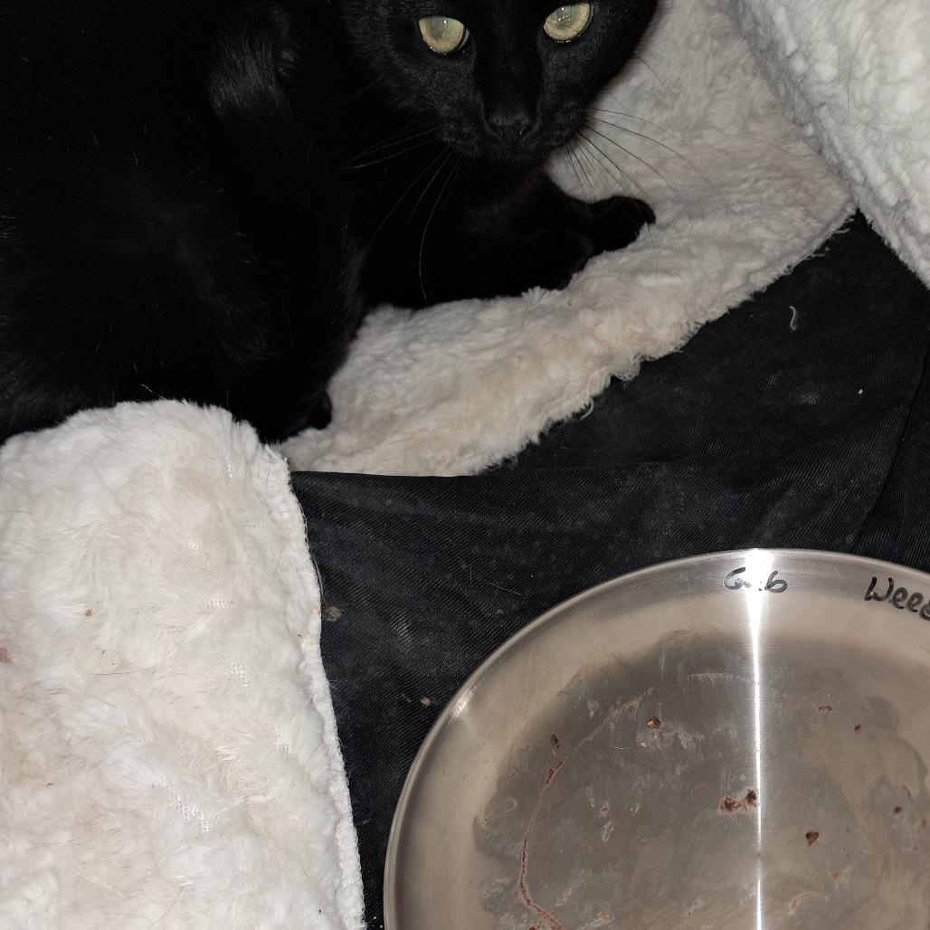 Weed Whacker, a Adoptable Domestic Short Hair in East Smithfield , PA image 4/6