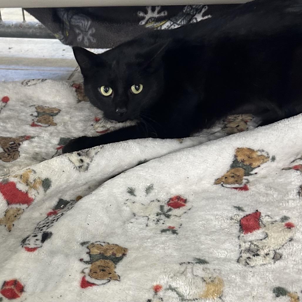 Weed Whacker, a Adoptable Domestic Short Hair in East Smithfield , PA image 5/6