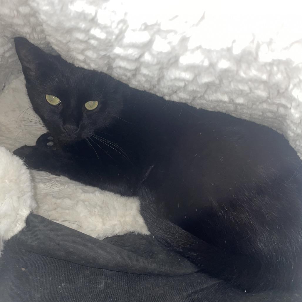 Enlarge Weed Whacker, a Adoptable Domestic Short Hair in East Smithfield , PA image 5/6