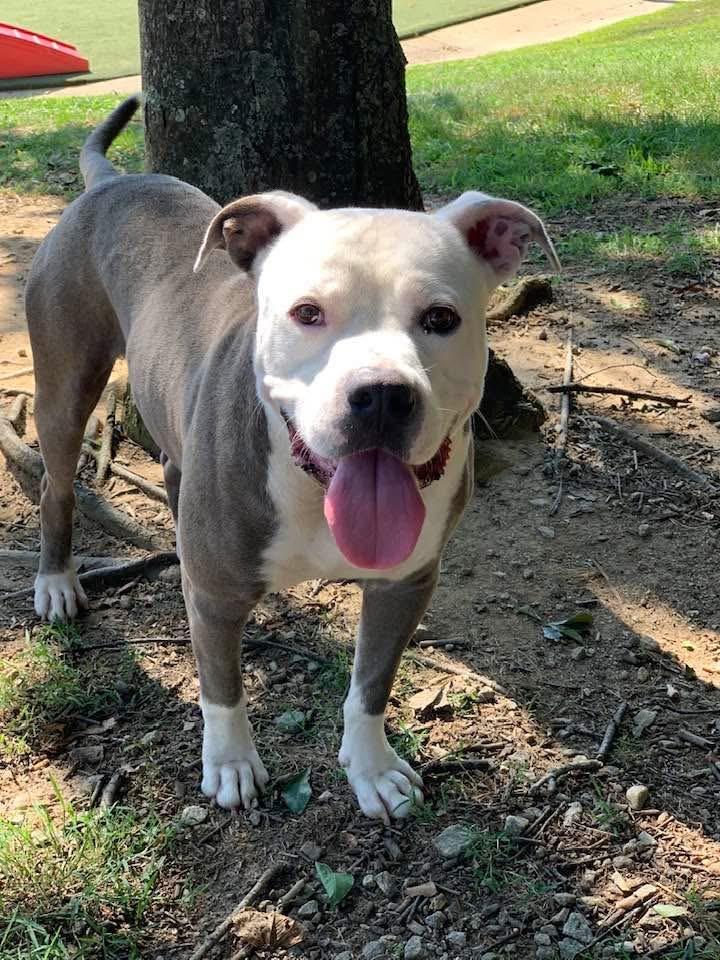 Harley