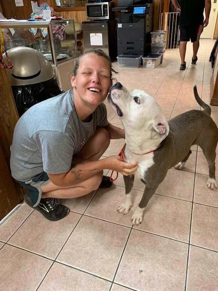 Harley, Adult Male American Bulldog