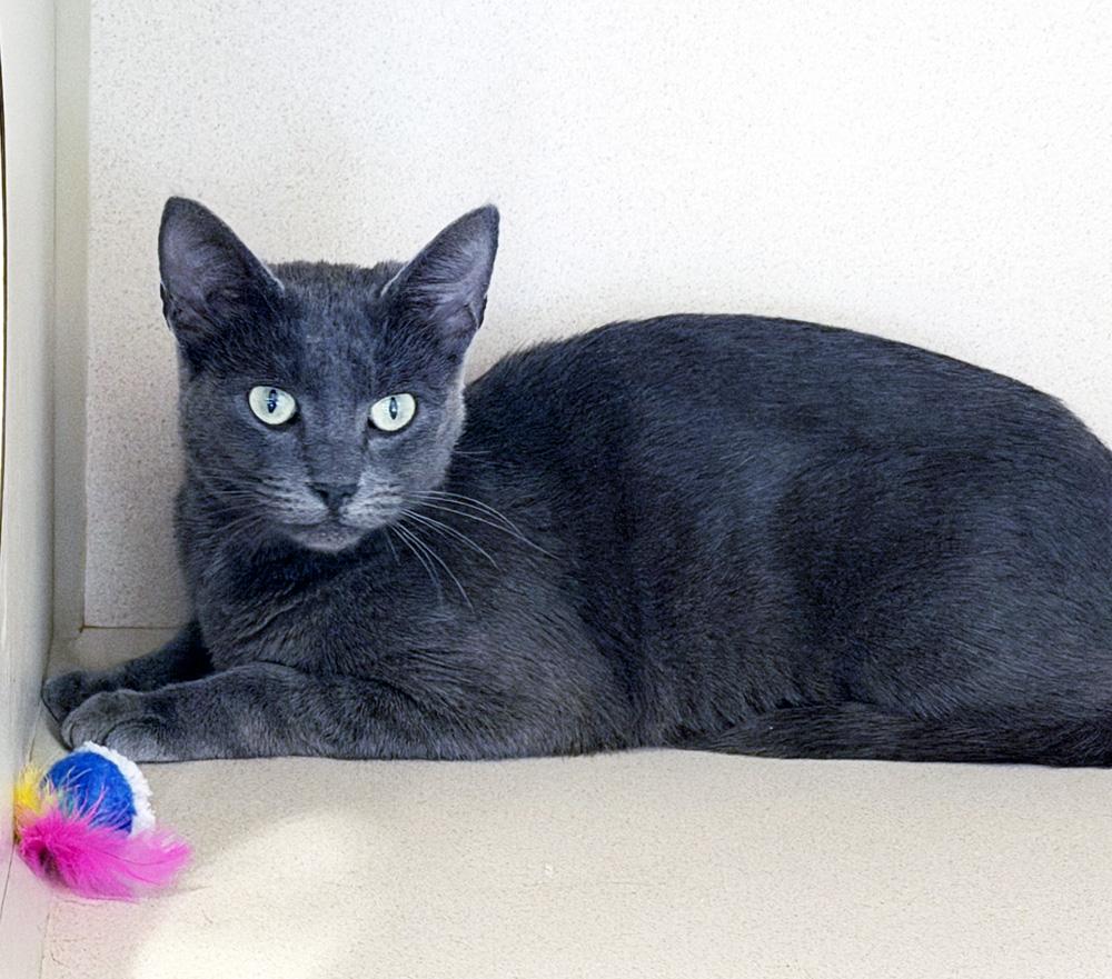 Enlarge AHSOKA TANO - MY ADOPTION FEE IS HALF PRICE IN JUNE, an adopted Domestic Short Hair in San Clemente, CA image 1/1