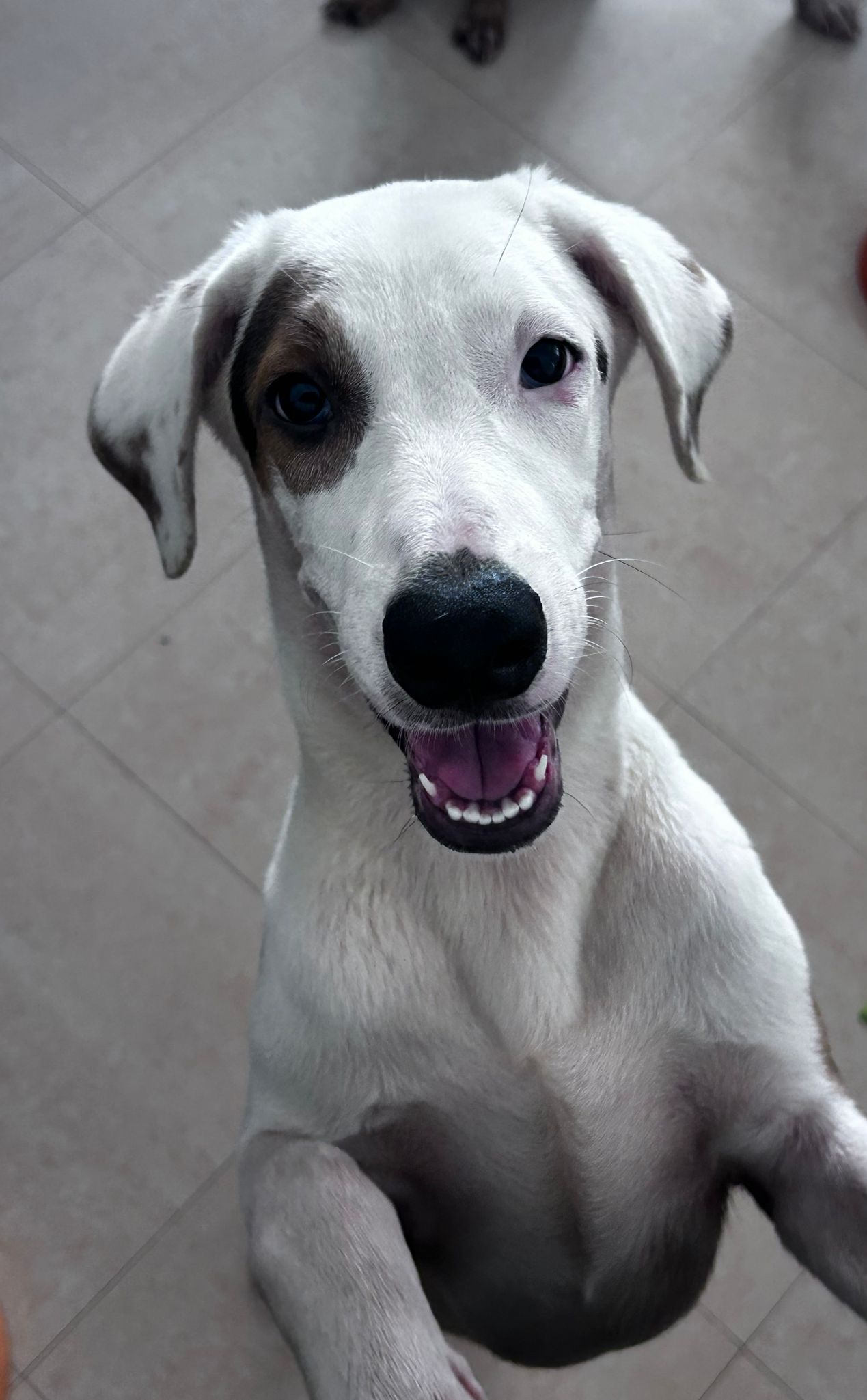 Enlarge Sansa, a Adoptable mixed breed in Loiza, PR image 1/1