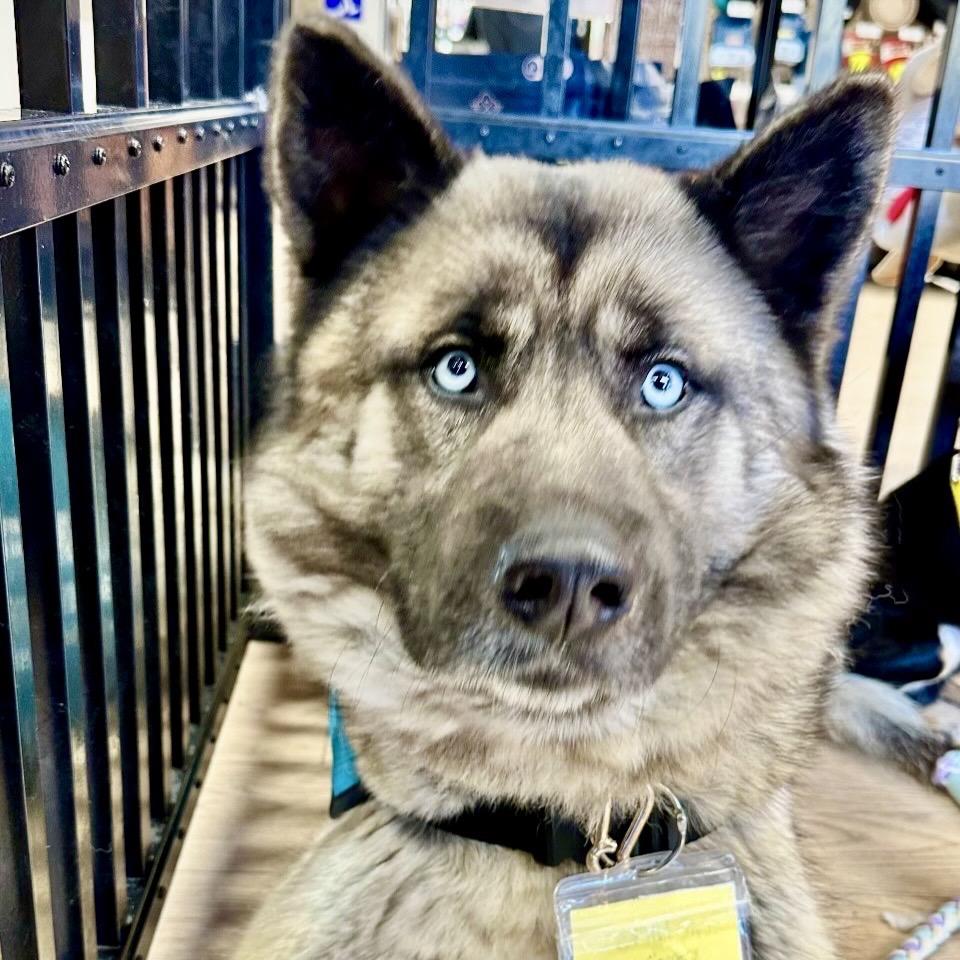 King, Adoptable, Adult Male Husky & Shepherd.
