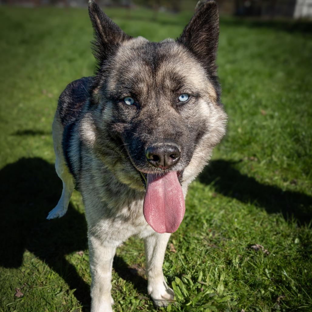 Enlarge King, a Adoptable mixed breed in Sonoma, CA image 2/4