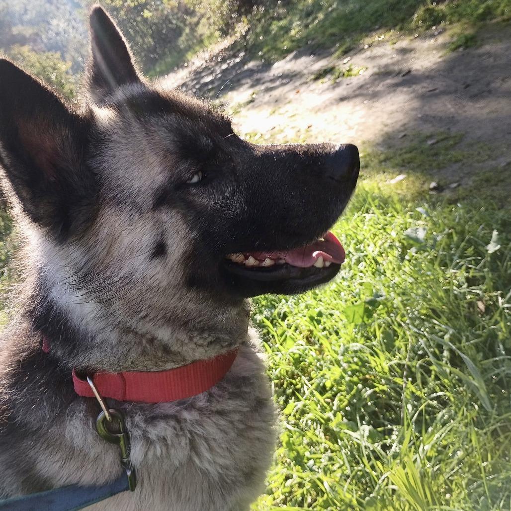 Enlarge King, a Adoptable mixed breed in Sonoma, CA image 3/4