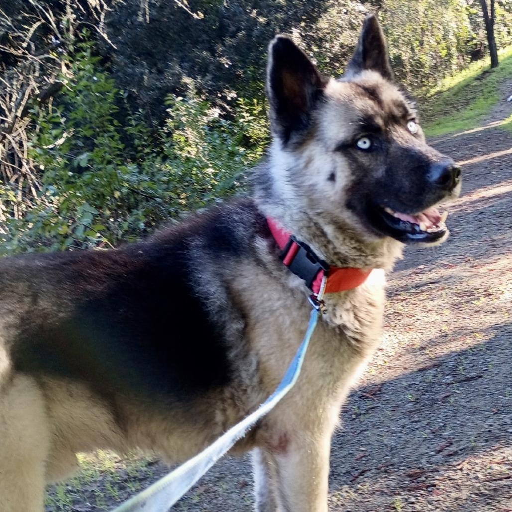 Enlarge King, a Adoptable mixed breed in Sonoma, CA image 4/4