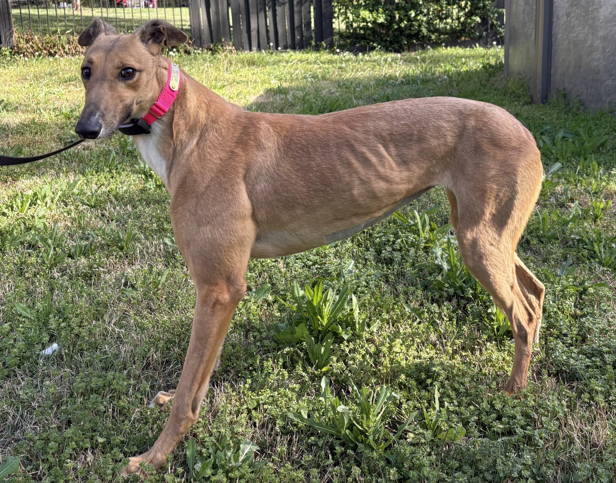 Daisy, adopted, Adult Female Greyhound.