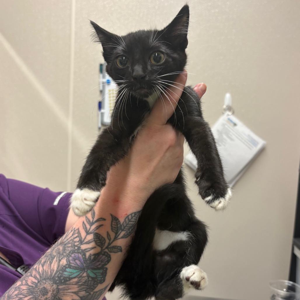 Sleepy, Adoptable, Kitten Male Domestic Short Hair.