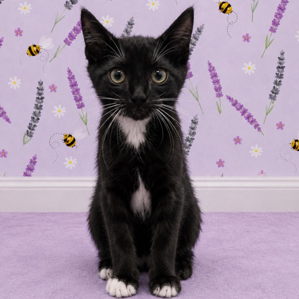 Sleepy, a Adoptable Domestic Short Hair in Morganton, NC image 2/2