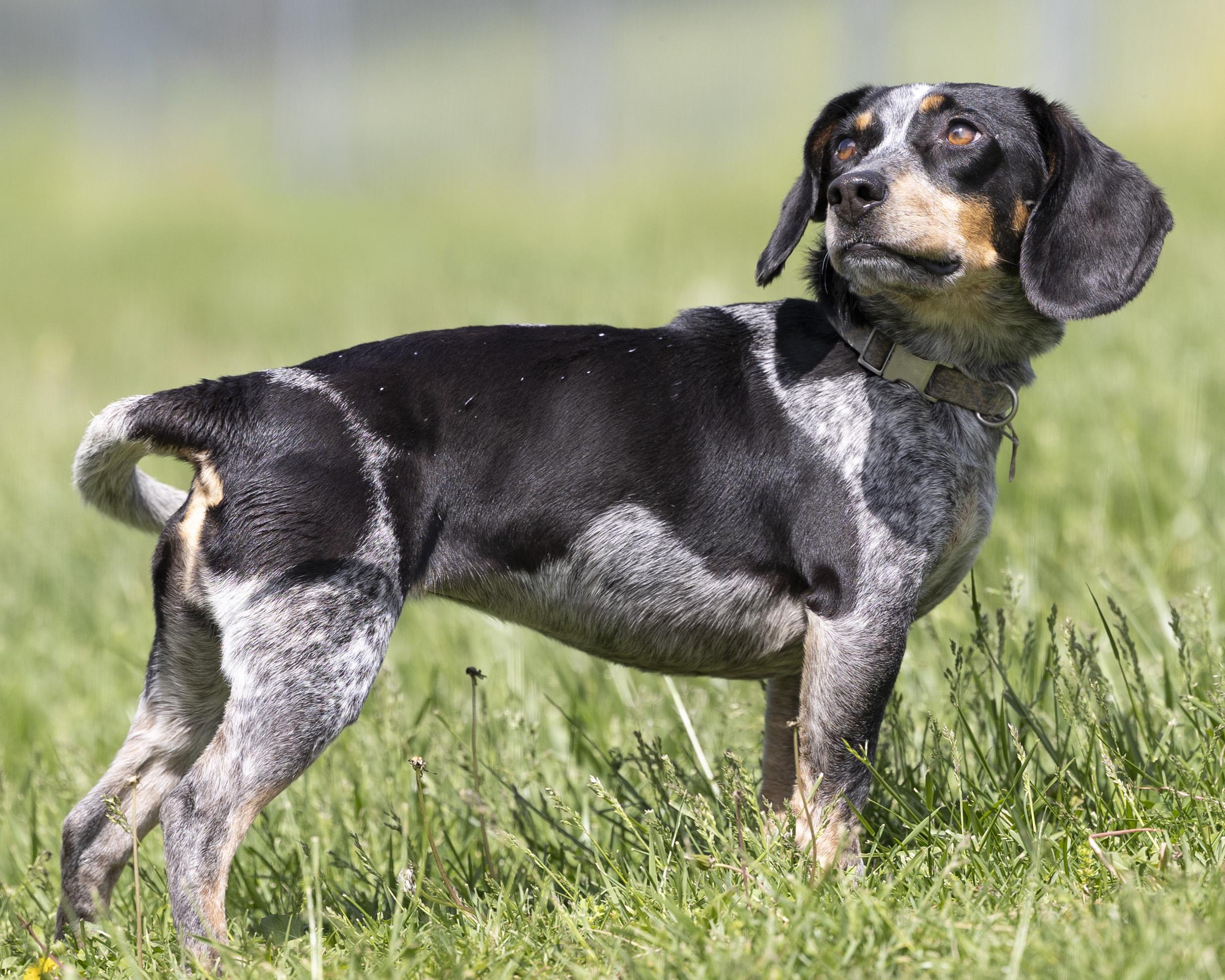 Aspen, an adopted Beagle in Bedford, IN image 2/6