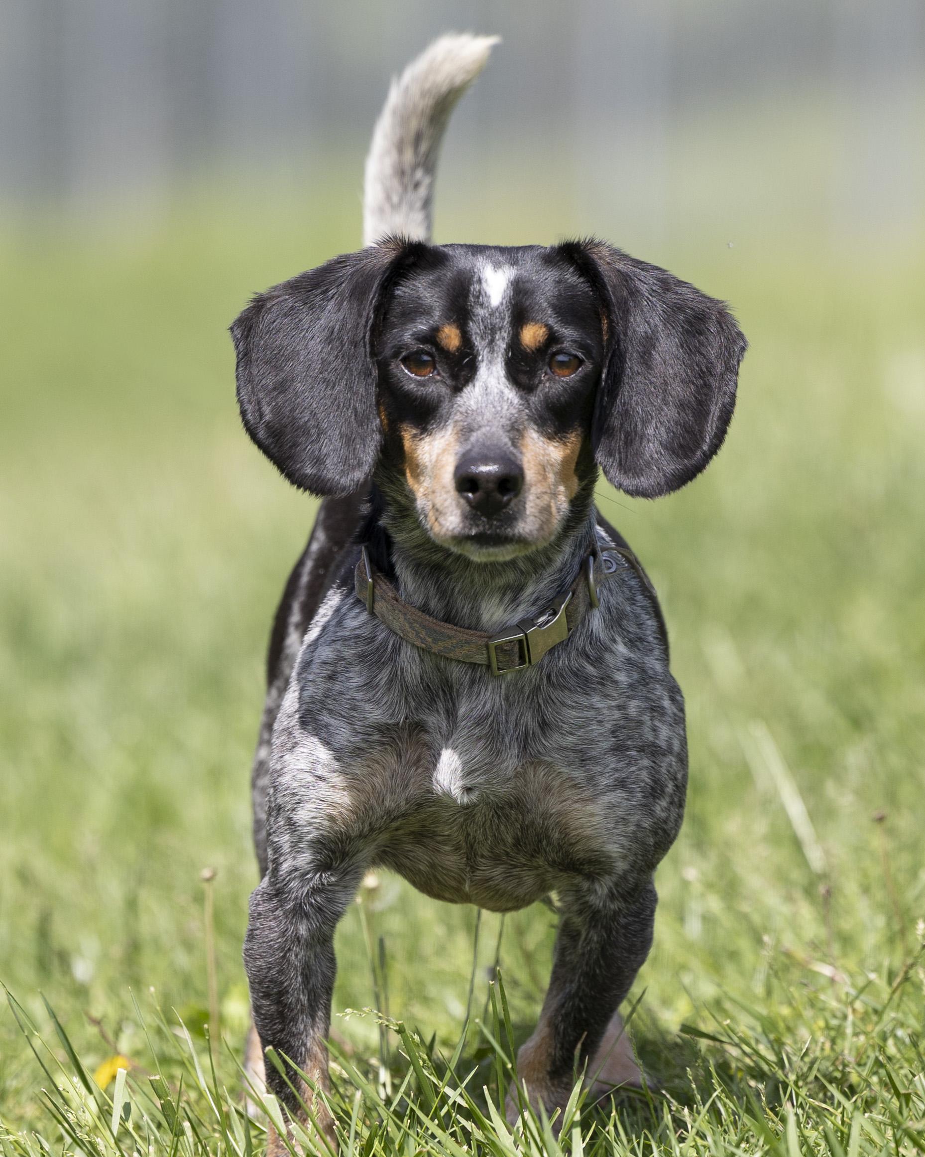 Aspen, an adopted Beagle in Bedford, IN image 4/6