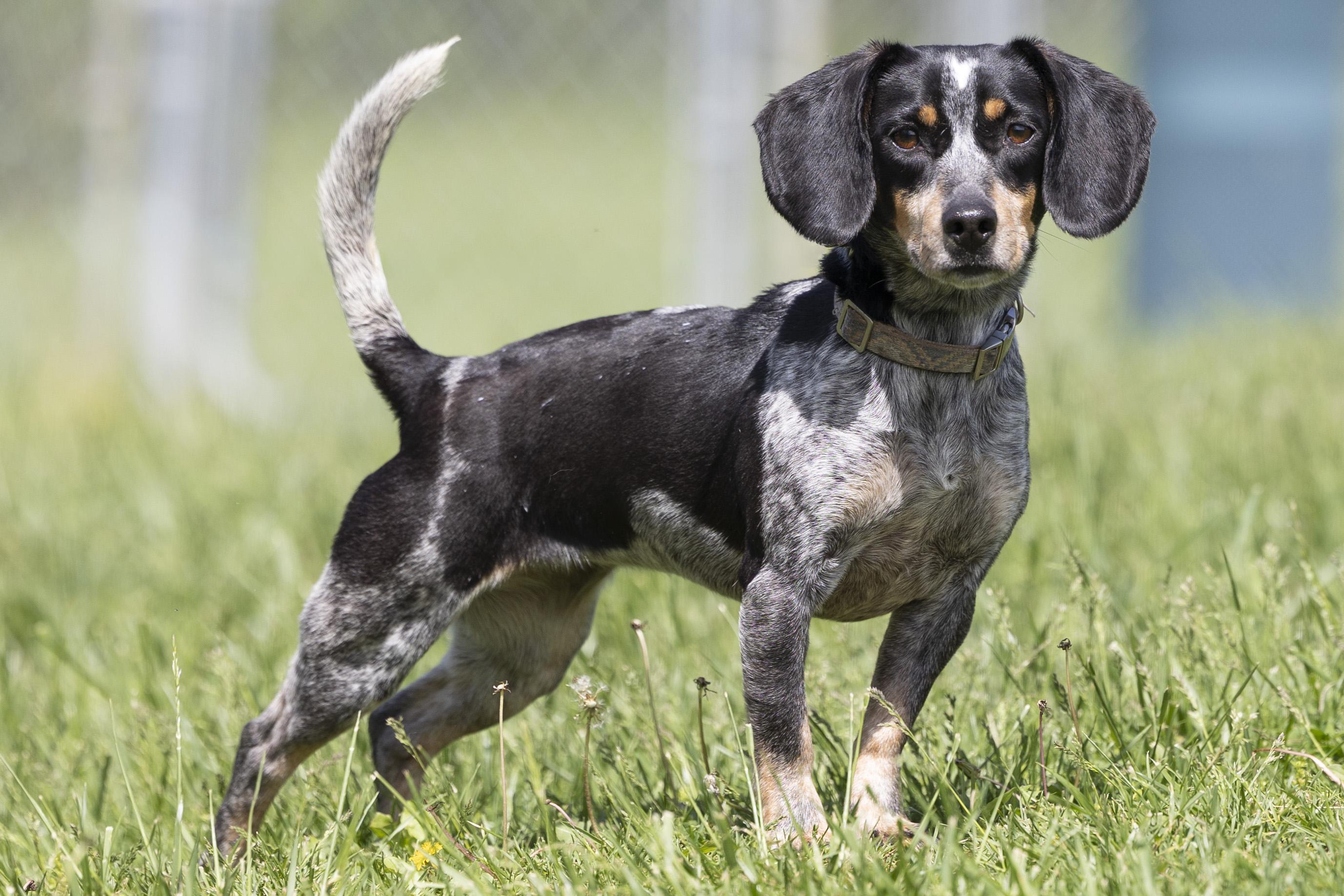 Aspen, an adopted Beagle in Bedford, IN image 6/6