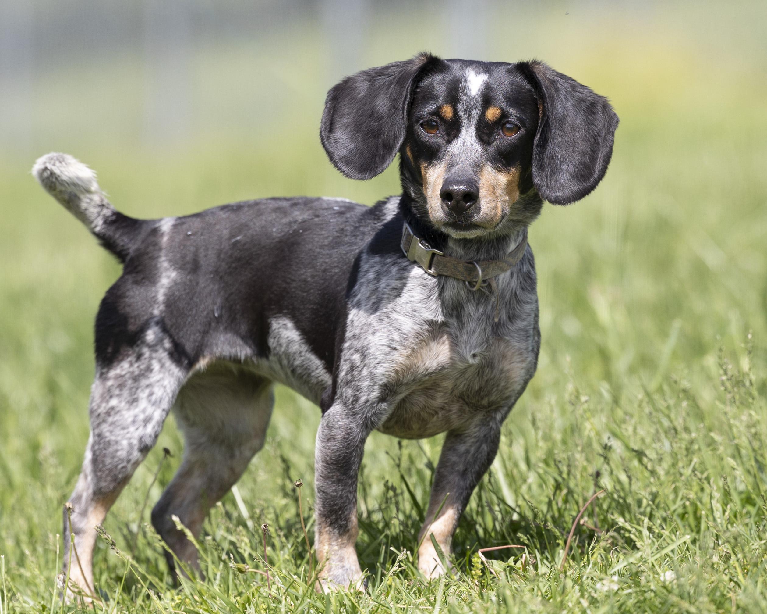 Aspen, adopted, Adult Female Beagle.