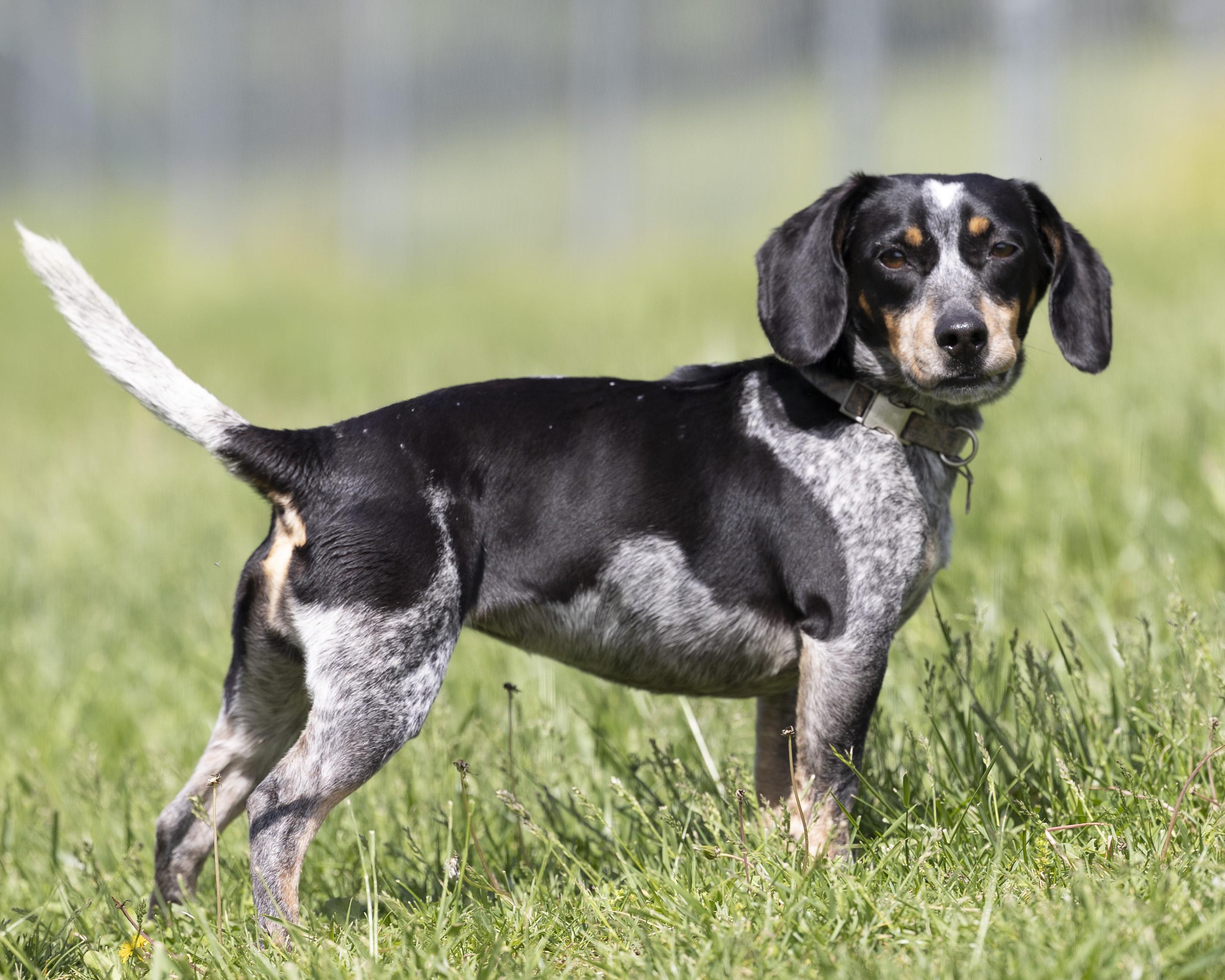 Aspen, an adopted Beagle in Bedford, IN image 5/6