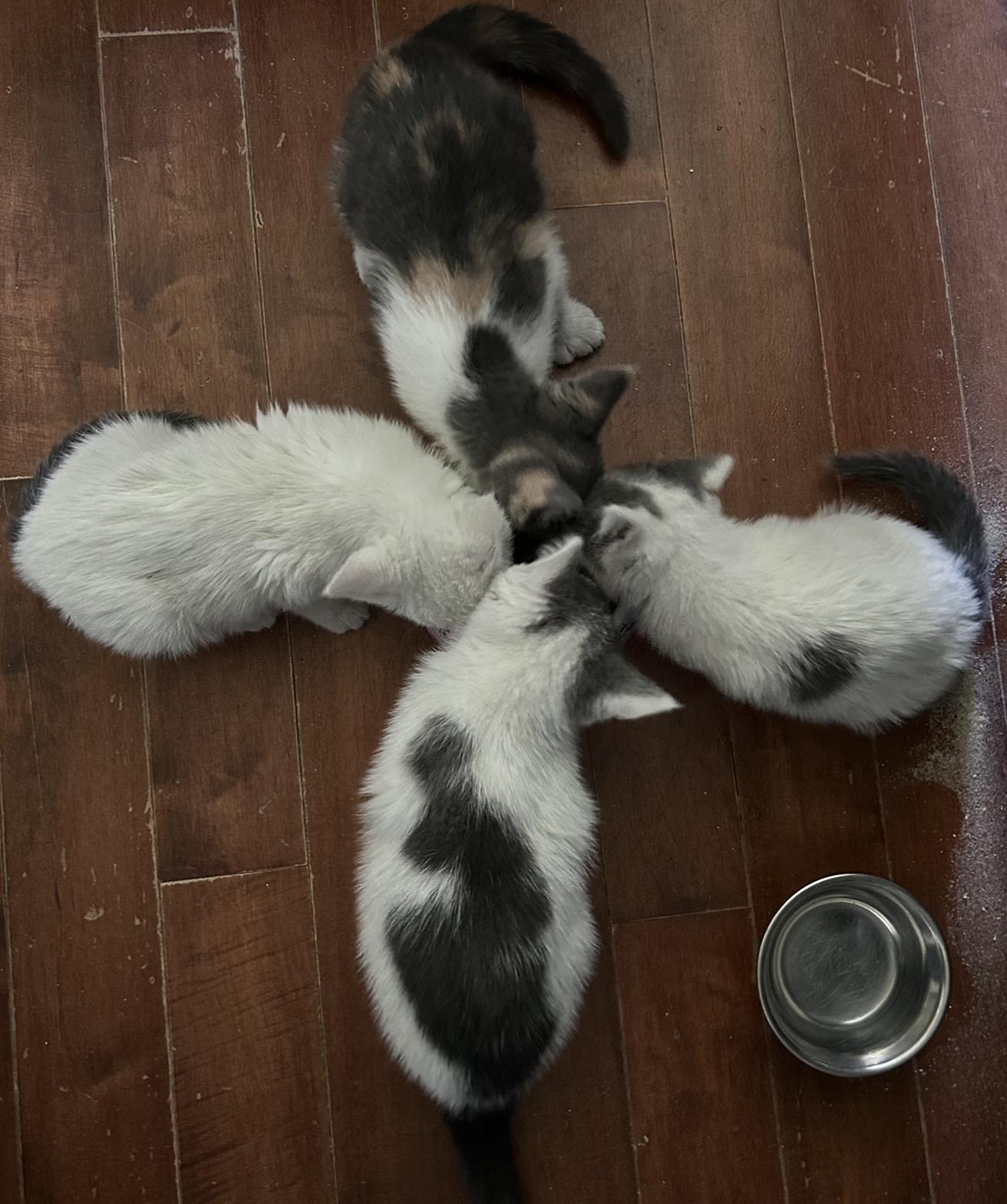 Twinkle toes 4 paw polydactyl, an adopted Dilute Calico in Independence, OH image 1/3