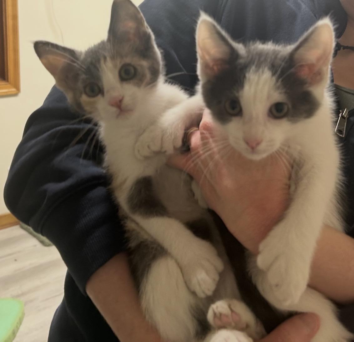 Twinkle toes 4 paw polydactyl, an adopted Dilute Calico in Independence, OH image 2/3