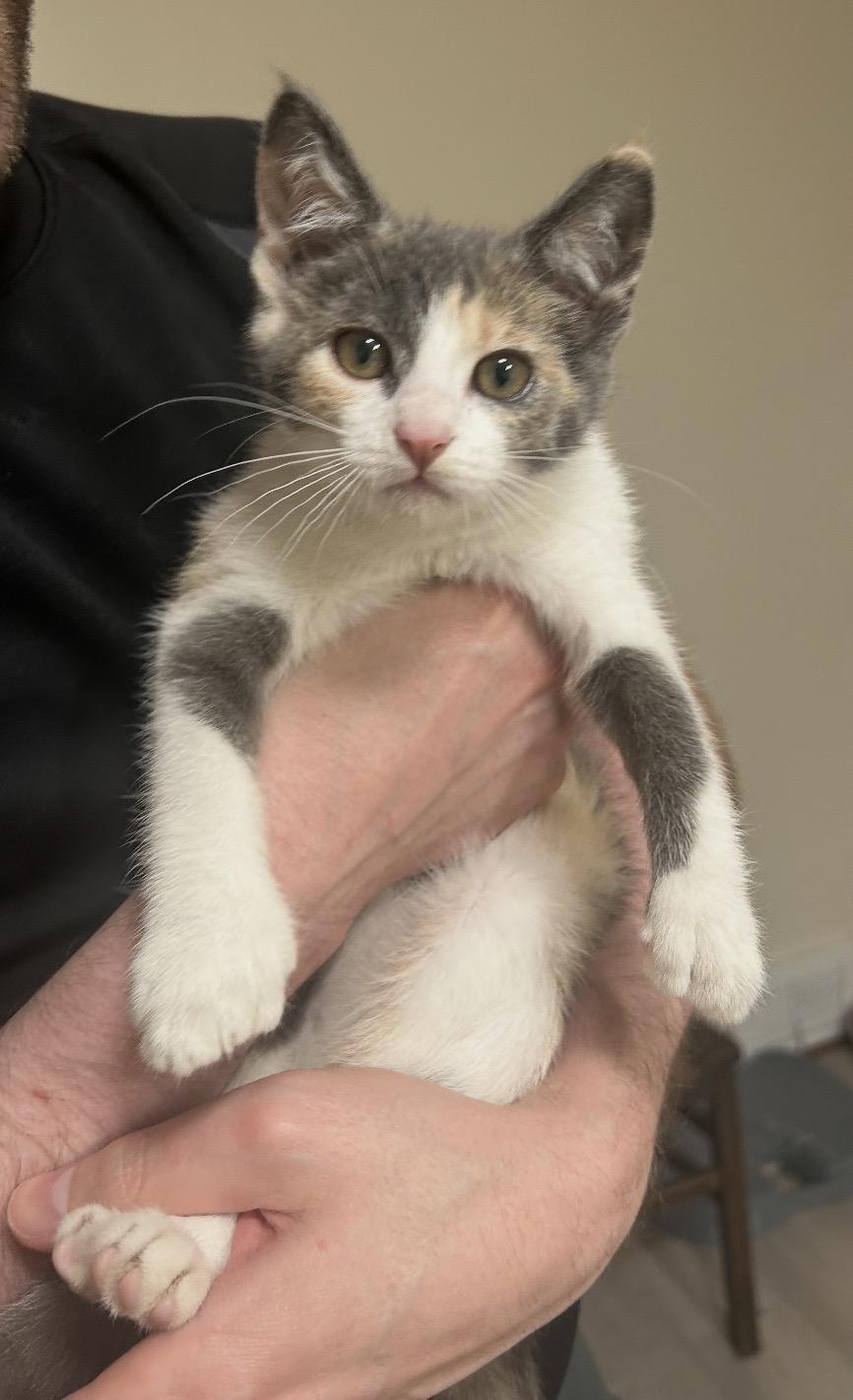 Twinkle toes 4 paw polydactyl, an adopted Dilute Calico in Independence, OH image 3/3