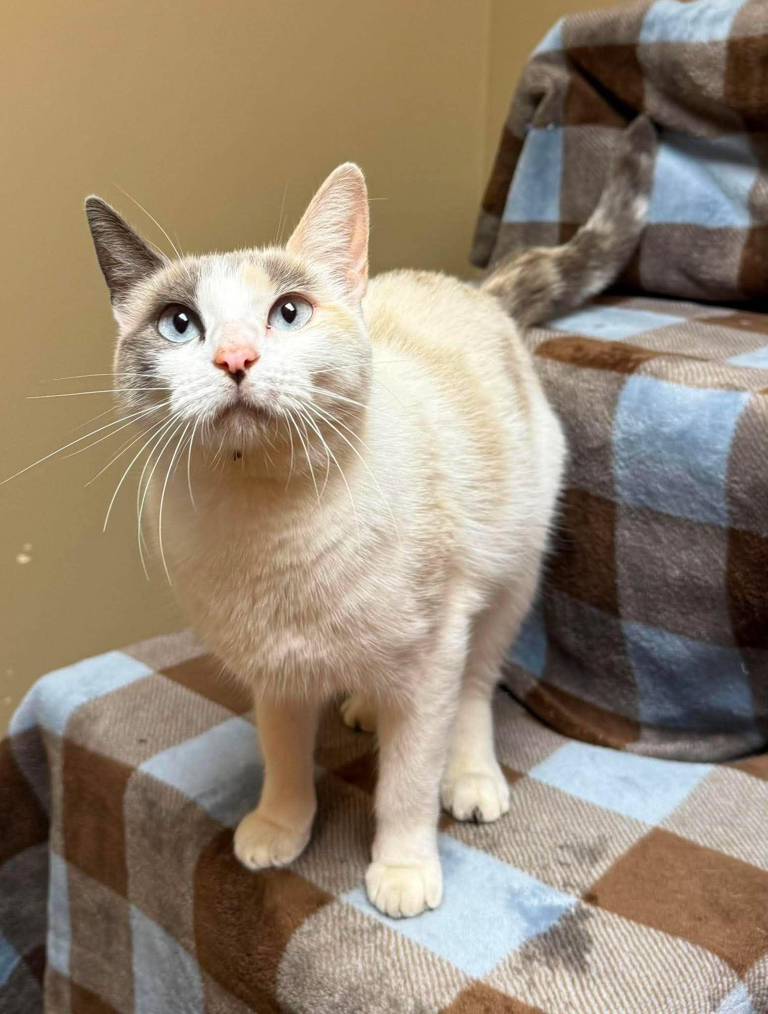 Enlarge Marylin, a Adoptable mixed breed in Maryville, MO image 3/3