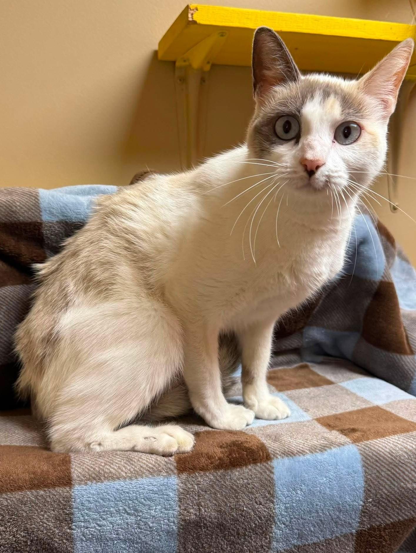 Marylin, Adoptable, Adult Female Domestic Short Hair.