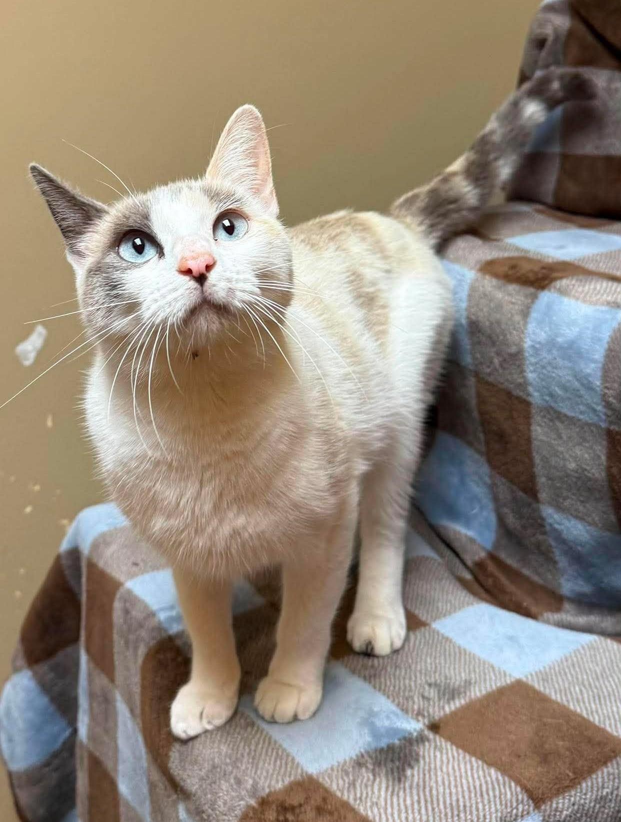 Enlarge Marylin, a Adoptable mixed breed in Maryville, MO image 2/3
