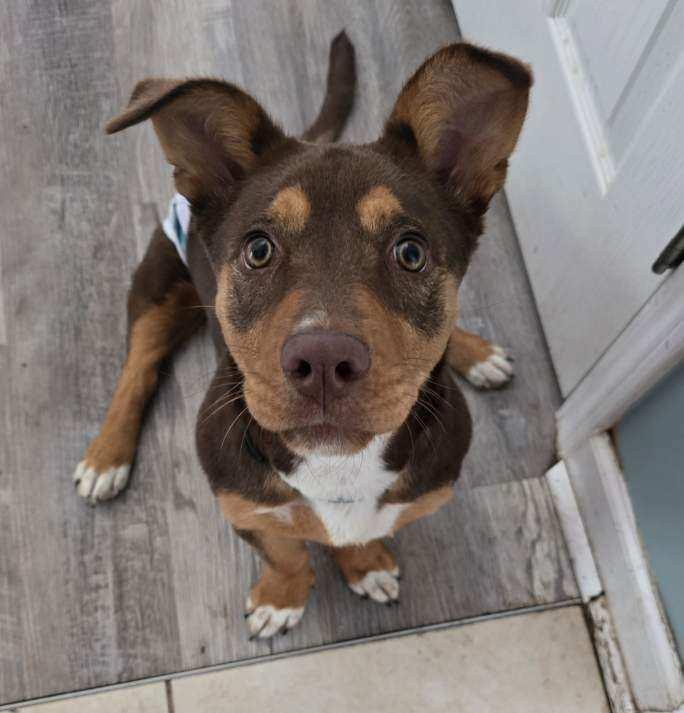 Enlarge Squeegee, a Adoptable mixed breed in Conway, SC image 1/4