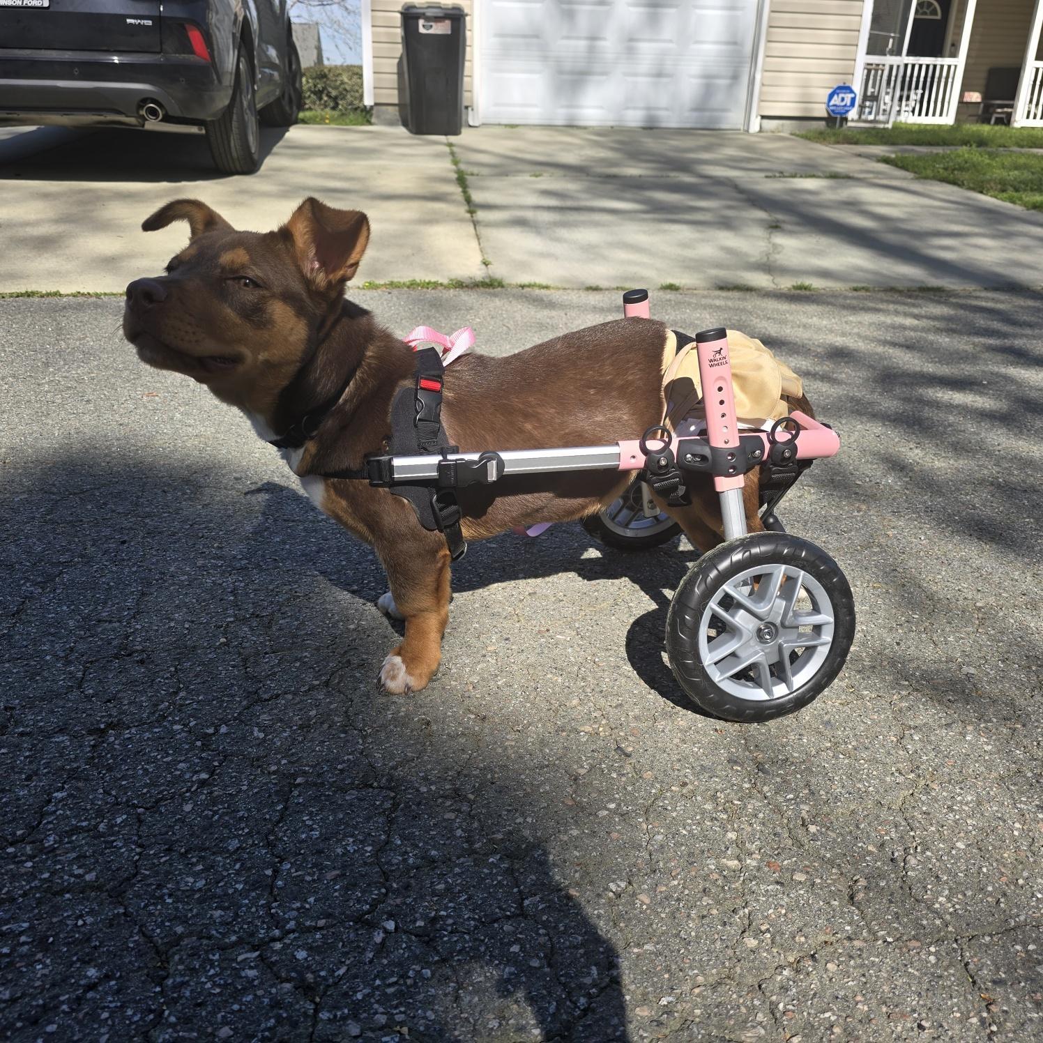 Enlarge Squeegee, a Adoptable mixed breed in Conway, SC image 2/4