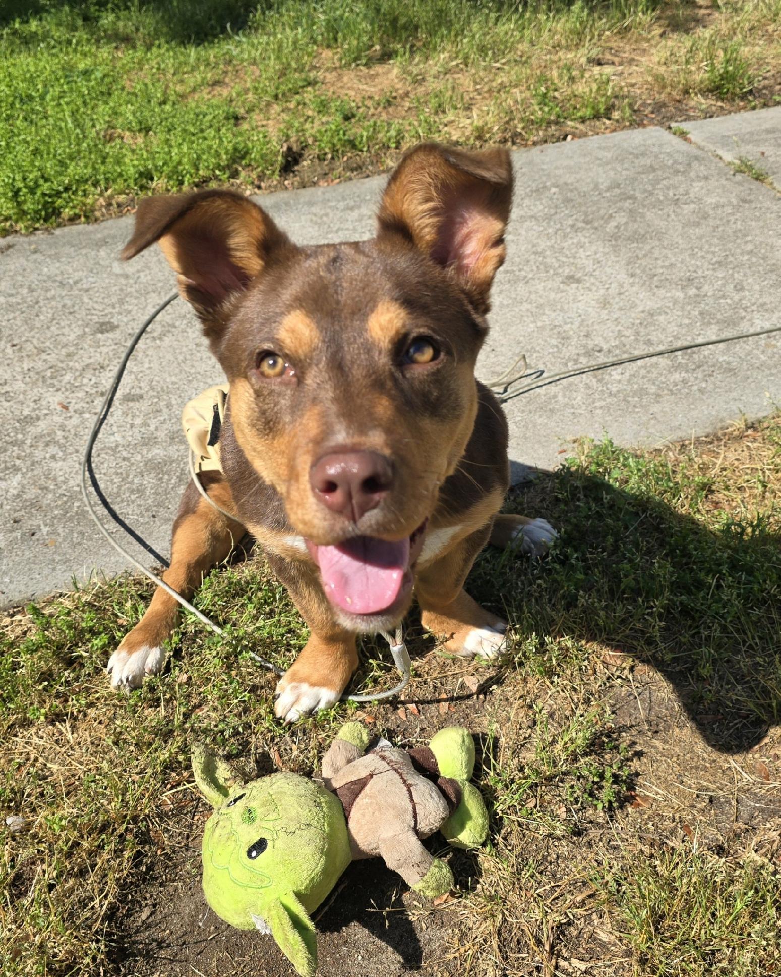 Enlarge Squeegee, a Adoptable mixed breed in Conway, SC image 3/4