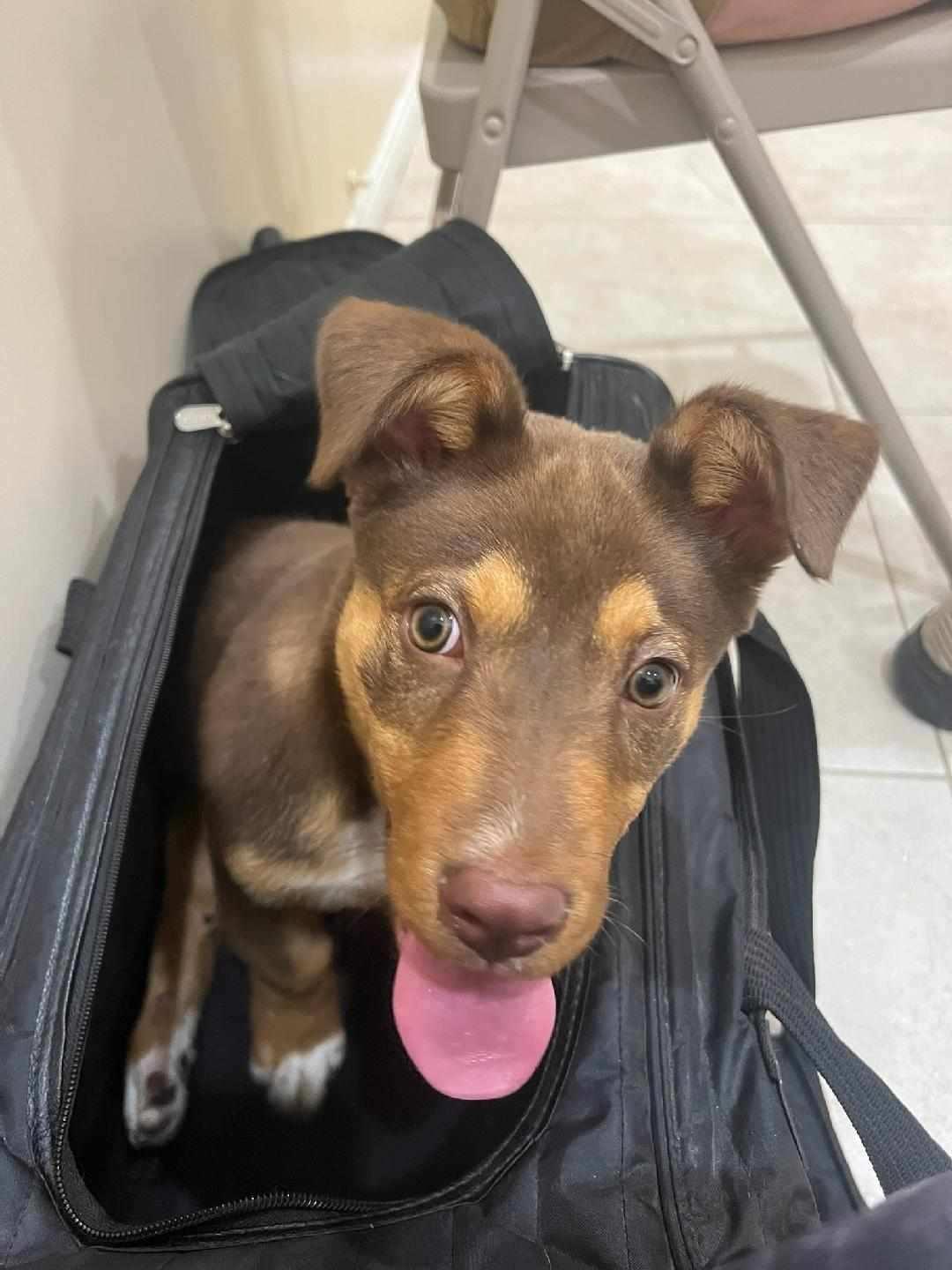 Enlarge Squeegee, a Adoptable mixed breed in Conway, SC image 4/4