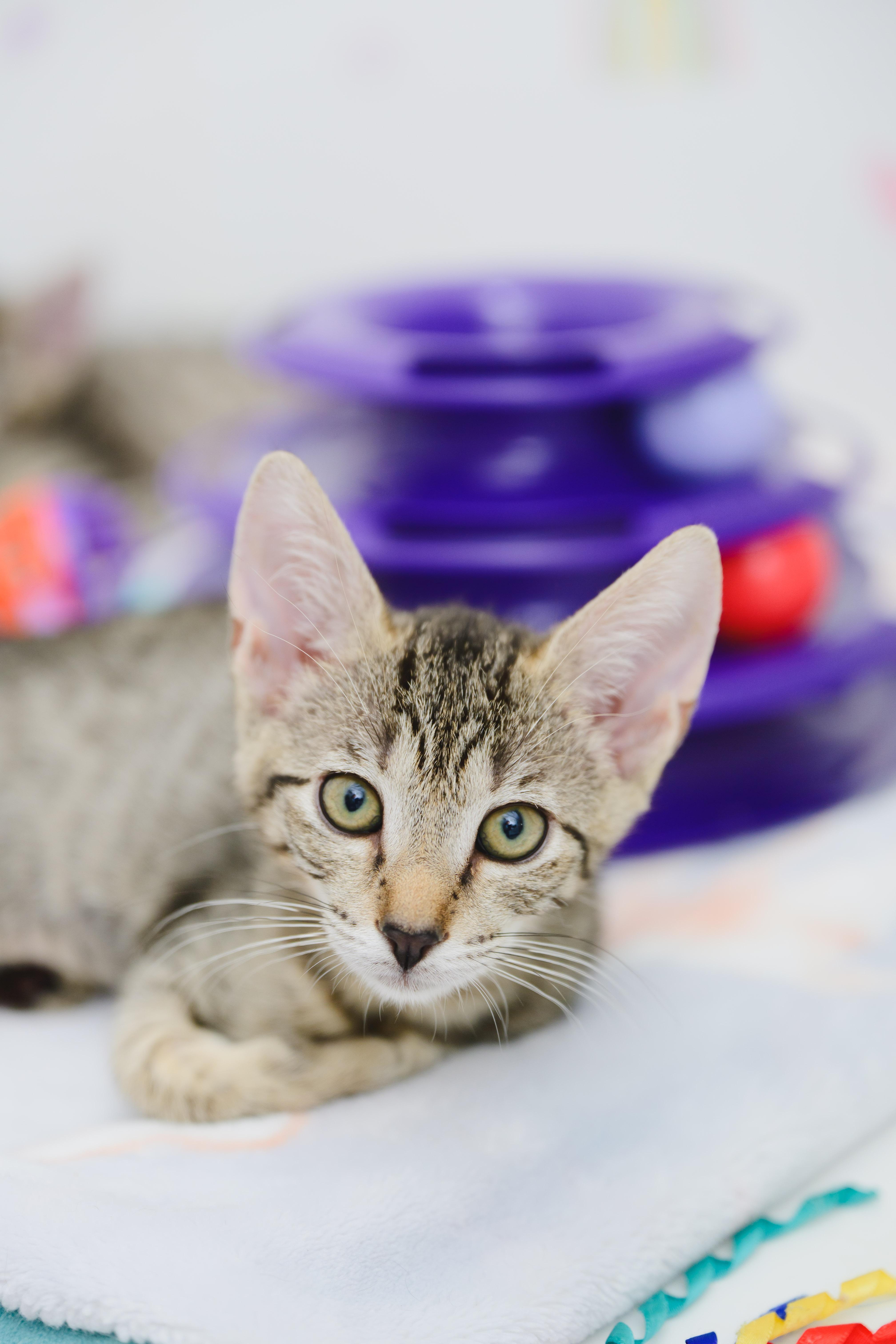 Mary Kate, a Adoptable Domestic Short Hair in Honolulu, HI image 2/5